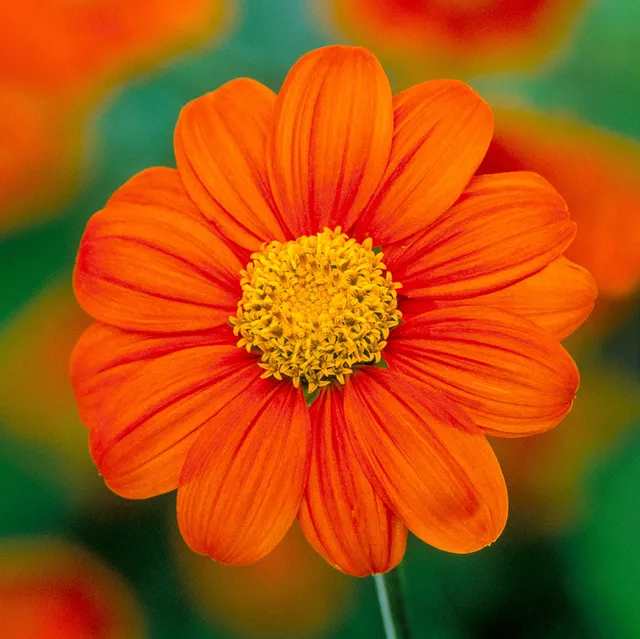 Sarah Raven Seeds Tithonia Torch Blumen 50 Samen Orange