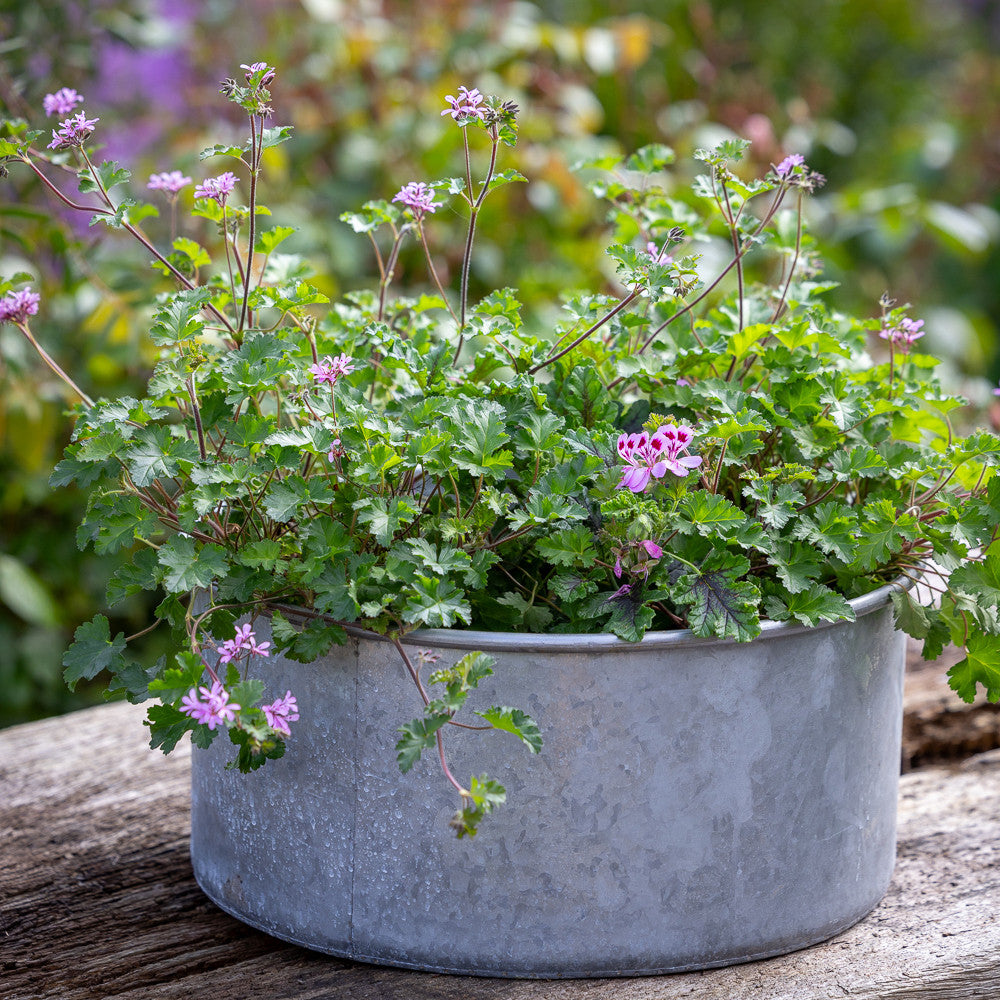 Sarah Raven Gardening Vintage Zinkschale 43cm 1 Schale