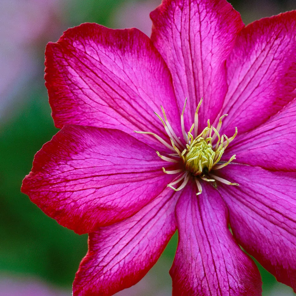 Sarah Raven Plants Clematis Ville de Lyon Pflanze 2L rot