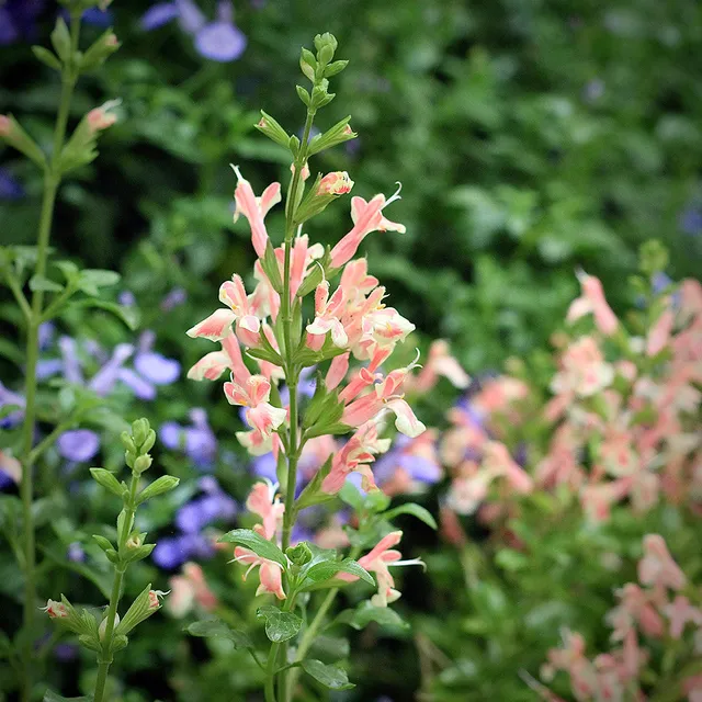 Sarah Raven Plants Salvia Belle De Loire Pflanze 3x9cm langblühend
