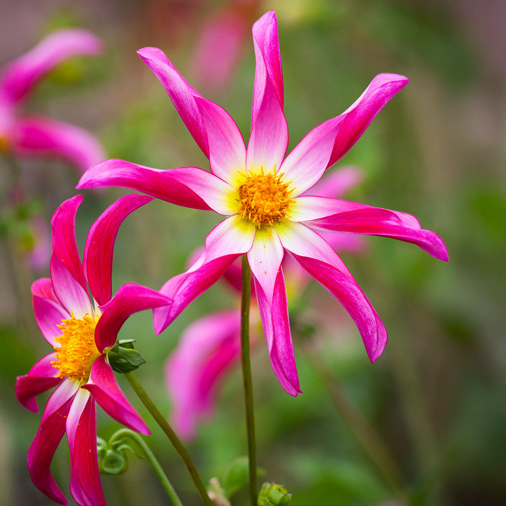 Sarah Raven Bulbs Dahlie Honka Pink Knollen 1 Stück rosa