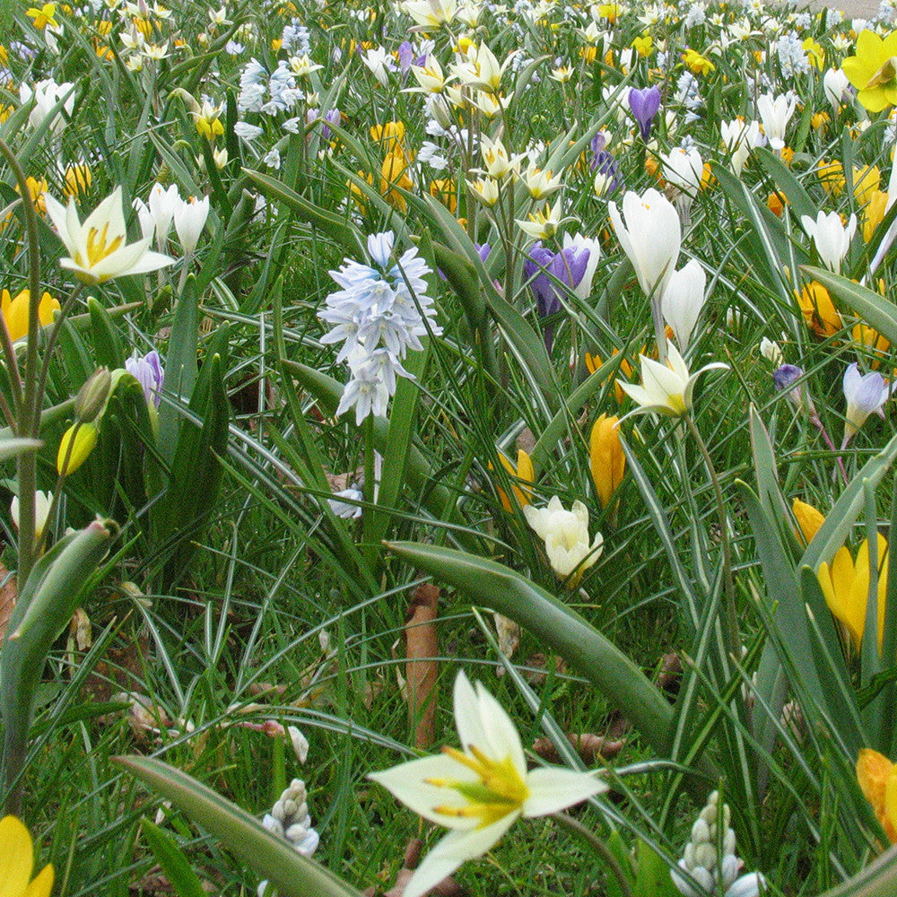 Sarah Raven Bulbs Tynaarlo Gardenscape Mix Blumenzwiebeln 300 Stück