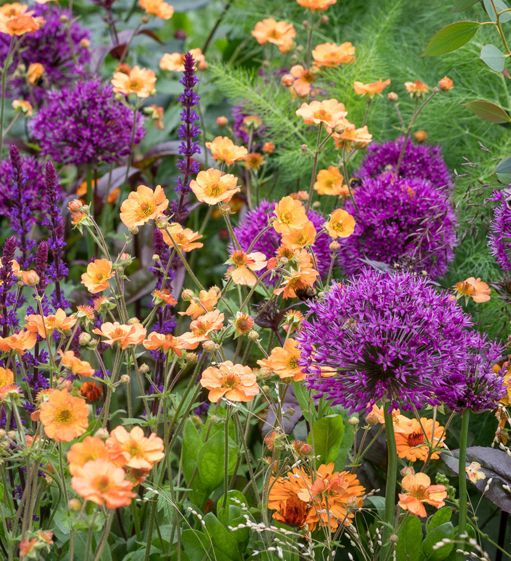 Sarah Raven Bulbs Allium Purple Sensation Zwiebel 15 Stück