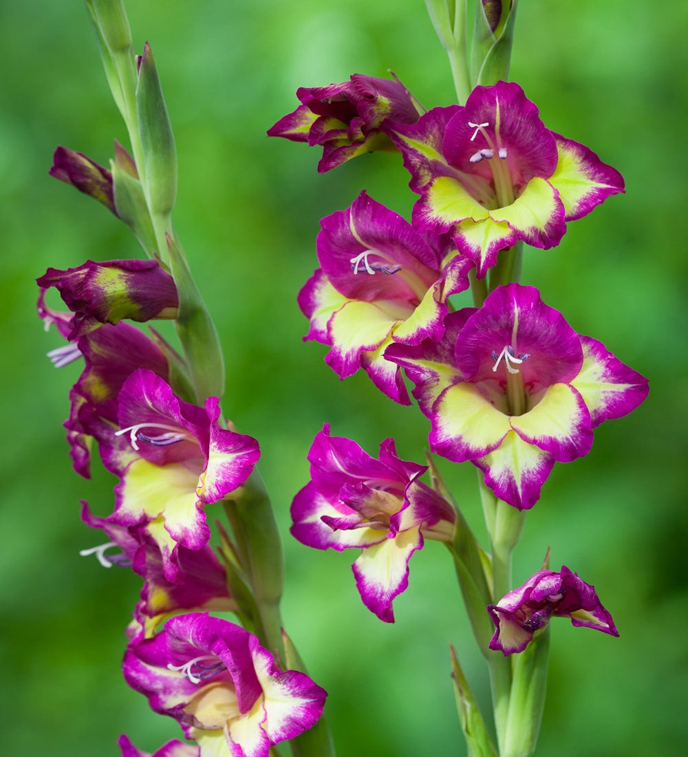 Sarah Raven Bulbs Jewel Gladioli Gladiolen 60 Knollen Mix