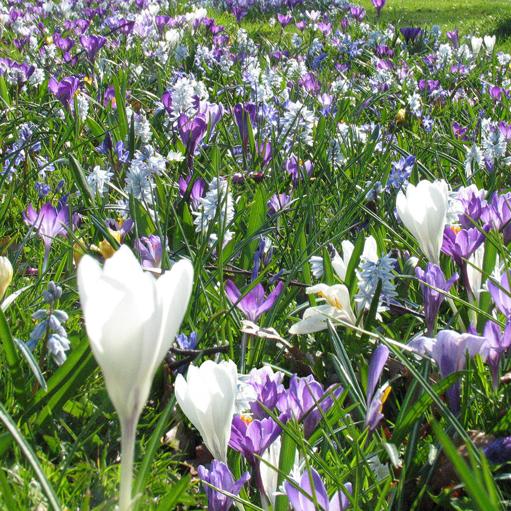 Sarah Raven Leiden Gardenscape Mix 300 Blumenzwiebeln