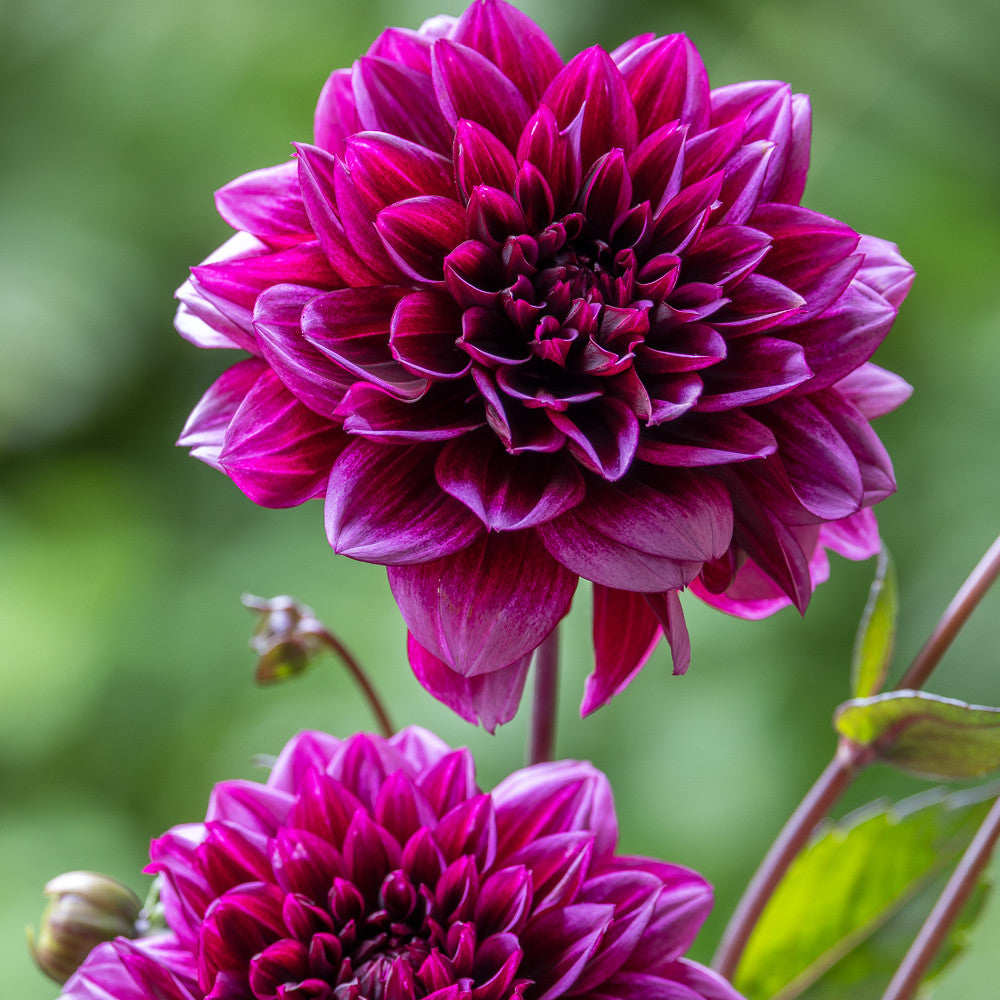 Sarah Raven Bulbs Dahlie Davina Michelle Knolle 1 Knolle magenta