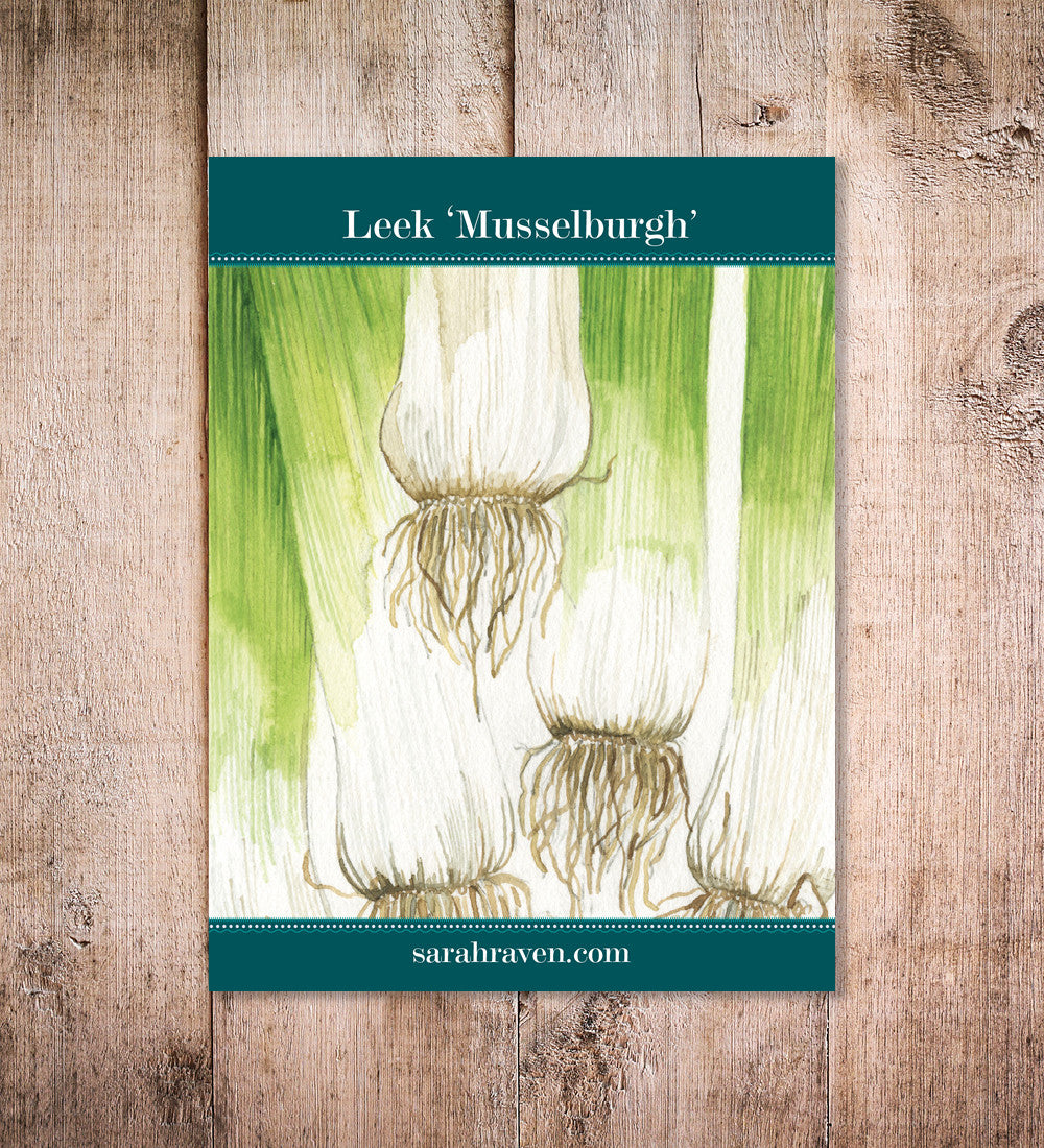 Sarah Raven Seeds Leek Musselburgh Saatgut 450 Samen winterhart