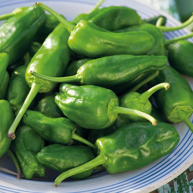 Sarah Raven Seeds Paprika Padron Samen 20 Stück Tapas