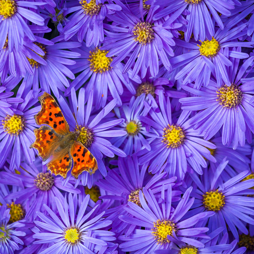 Sarah Raven Aster Mönch Pflanze 3x 9cm blau langblühend