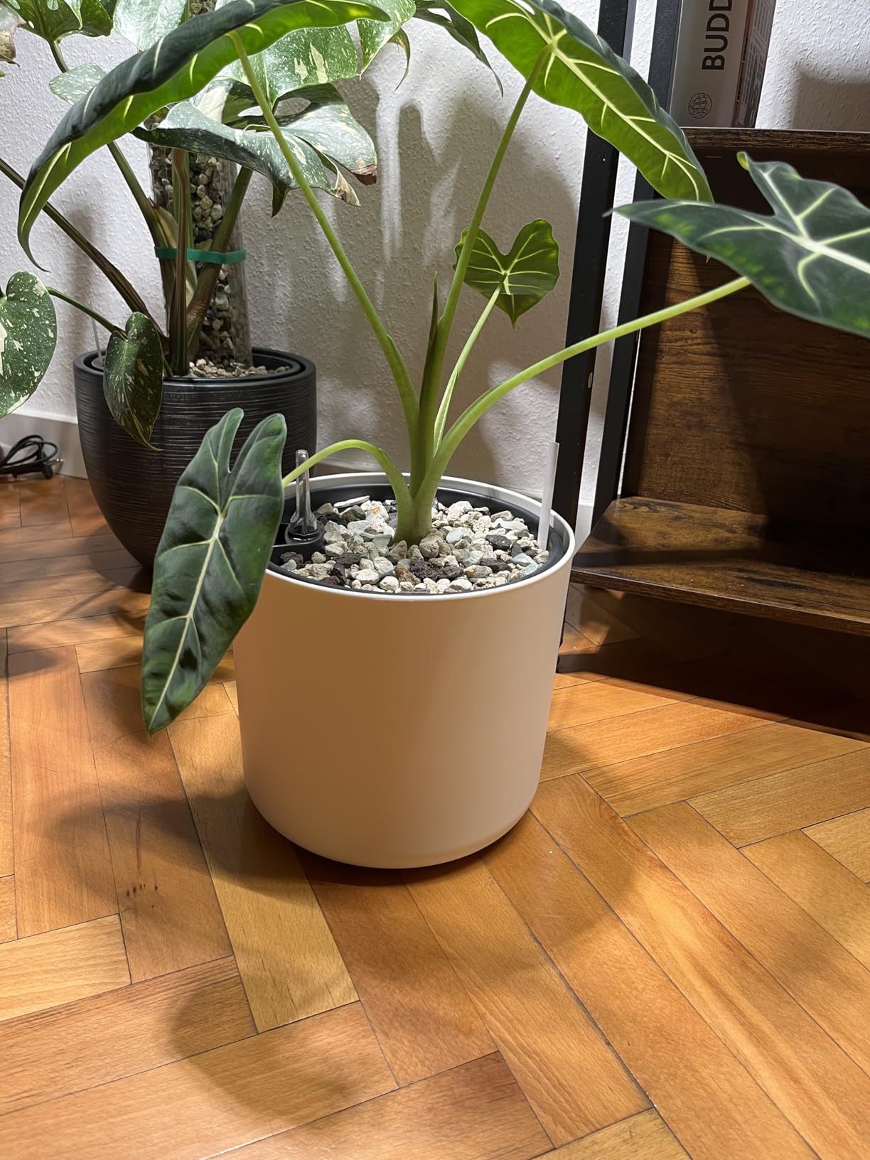 elho B.for Soft Blumentopf 22 cm Anthracite Bewässerung