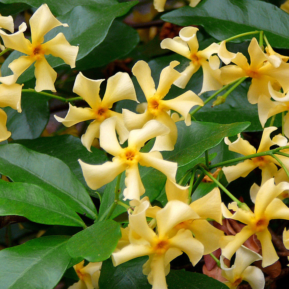 Sarah Raven Plants Star of Toscana Kletterpflanze 3L Topf duftend