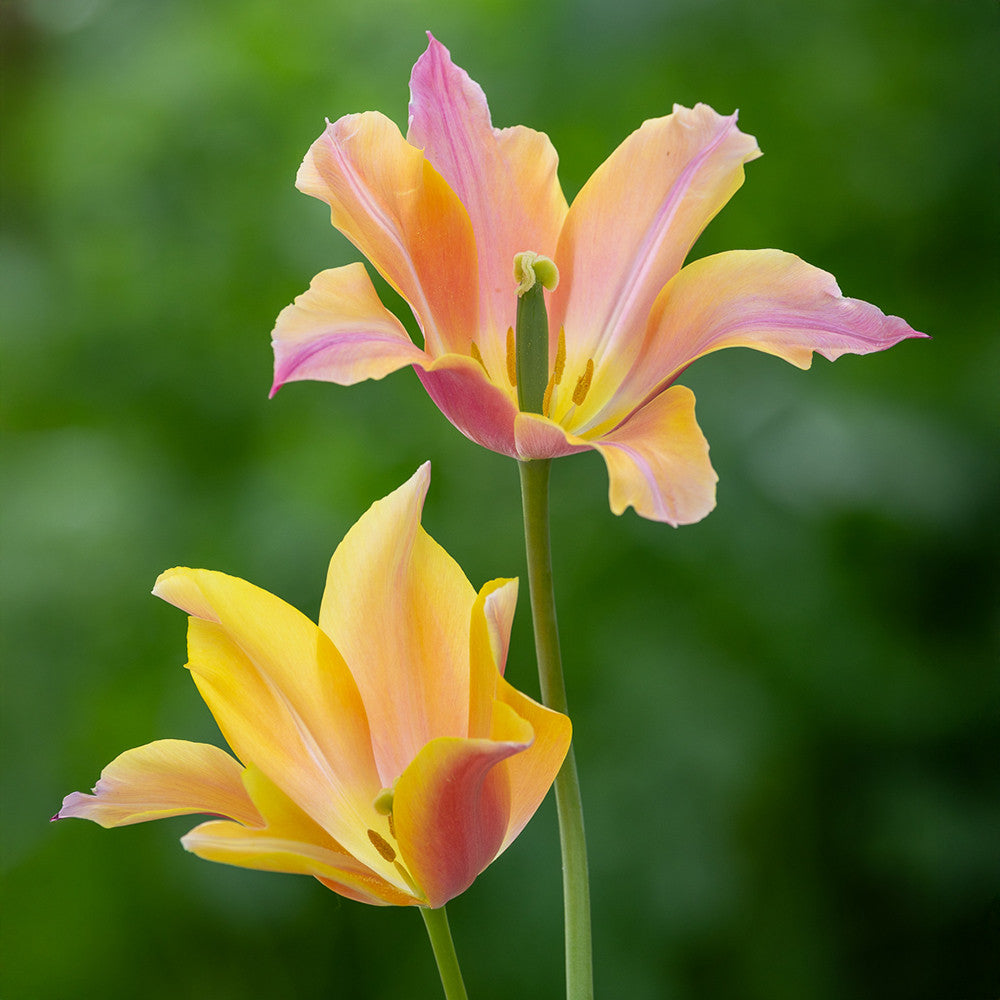 Sarah Raven Tulip Marianne Tulpenzwiebeln 10 Stück lila