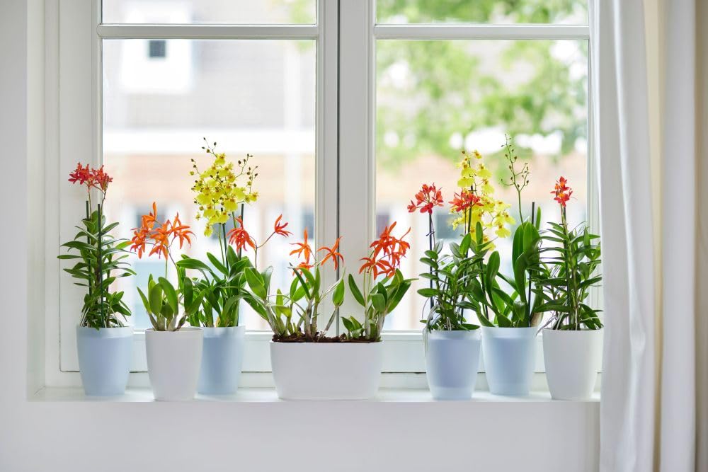 elho Brussels Orchidee Hoch 12,5 Blumentopf Weiss für innen