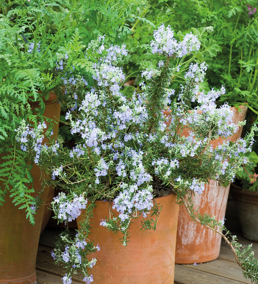 Sarah Raven Plants Rosemarinus prostratus Pflanze 1x 2-Liter-Topf hängend
