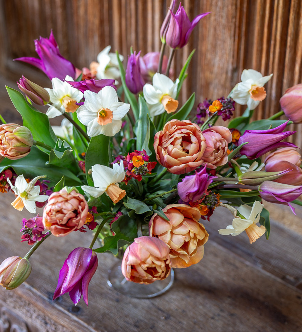 Sarah Raven Café-au-lait Blumenzwiebeln 30 Stück Tulpe Narzisse