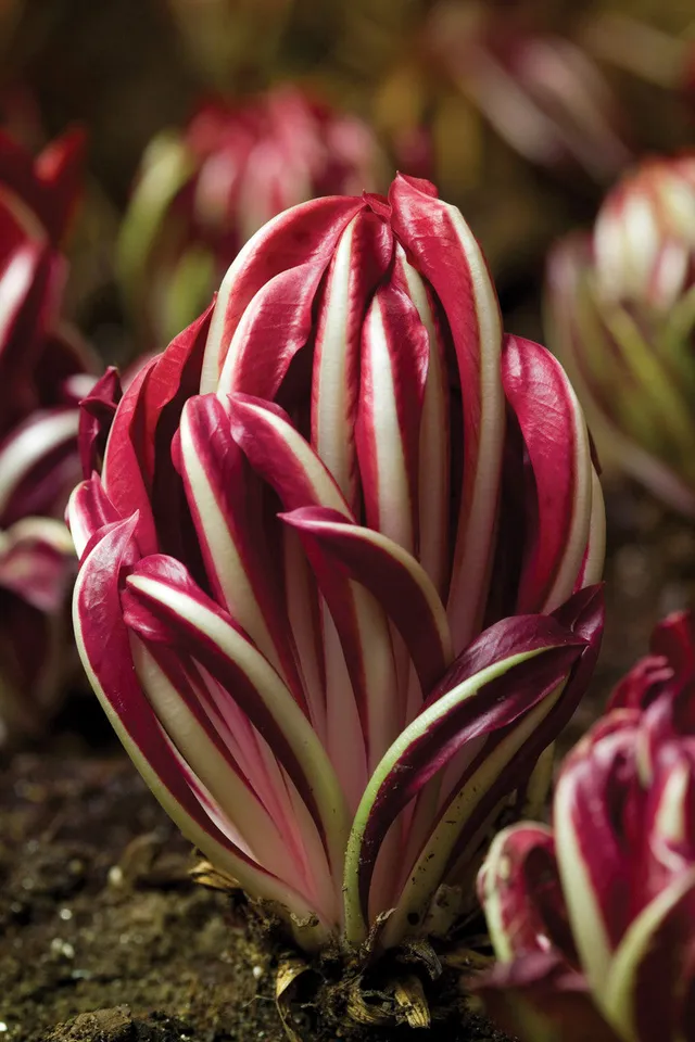 Sarah Raven Seeds Chicoree Rossa di Treviso Saatgut 1000 Samen