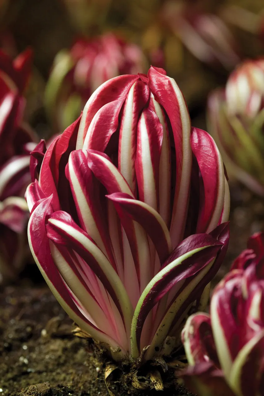 Sarah Raven Seeds Chicoree Rossa di Treviso Saatgut 1000 Samen
