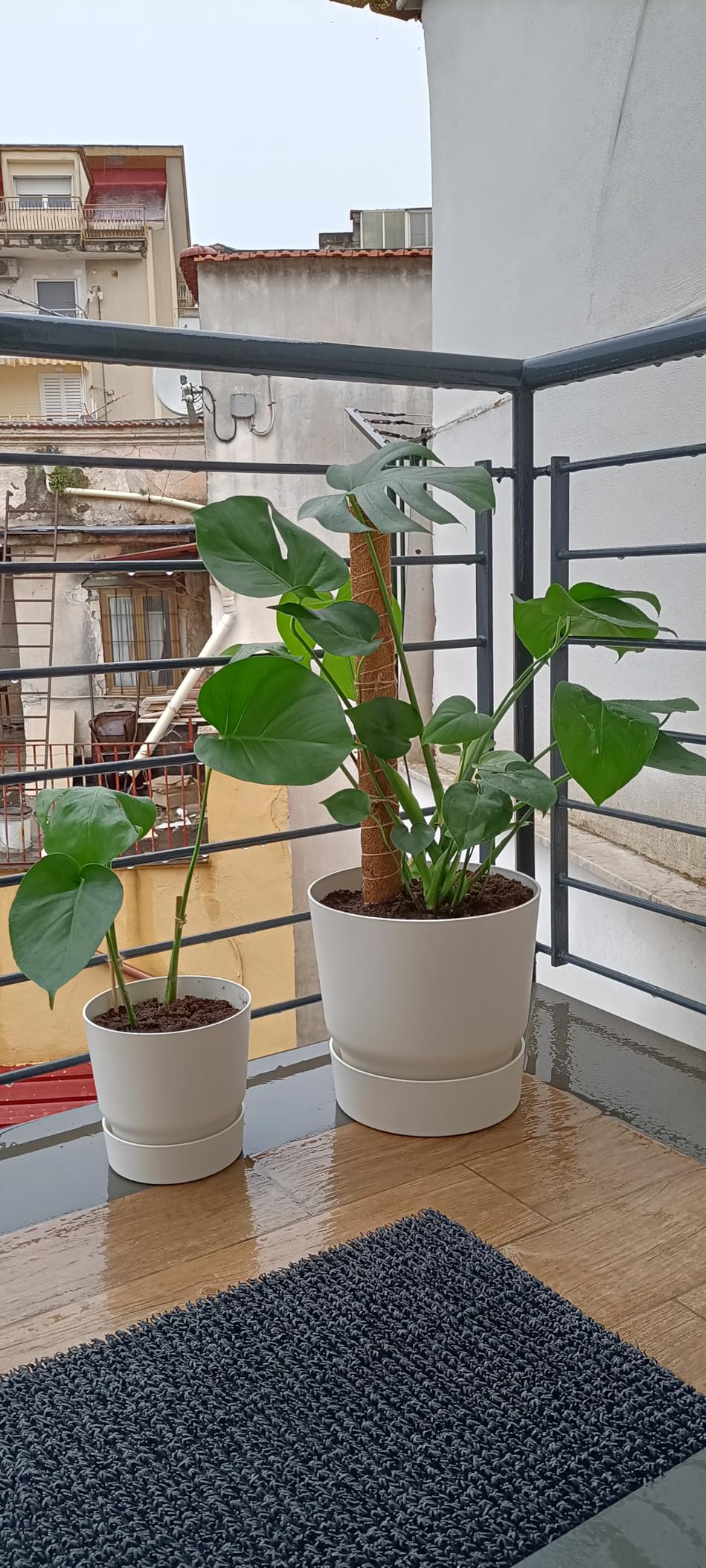 elho Greenville Rund Blumentopf 25 cm Weiß