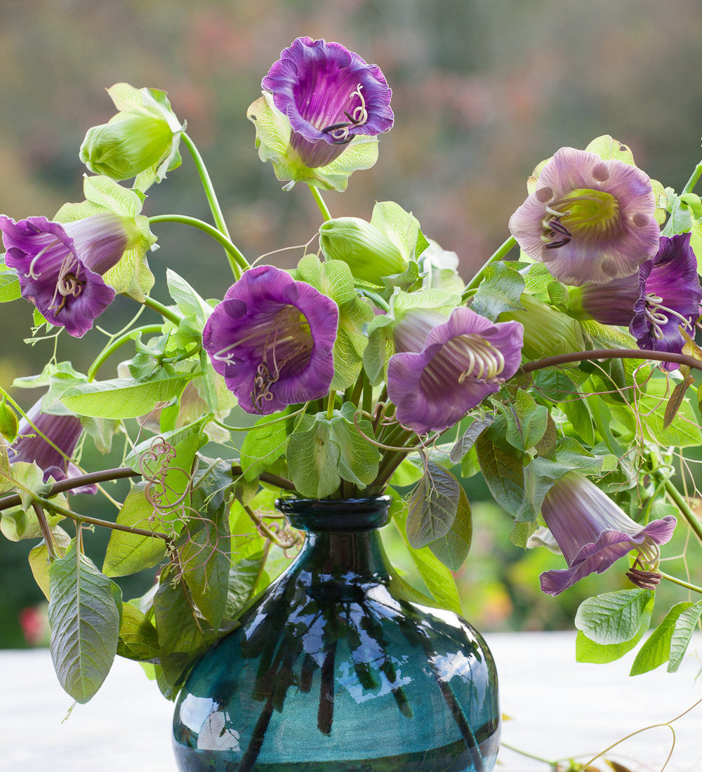 Sarah Raven Cobaea scandens Samen 20 Stück Kletterpflanze
