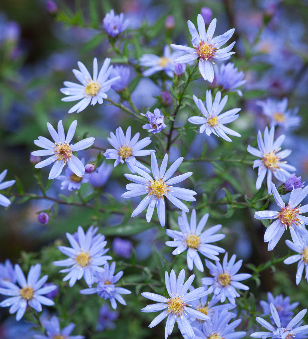 Sarah Raven Symphyotrichum Little Carlow 3x9cm blau