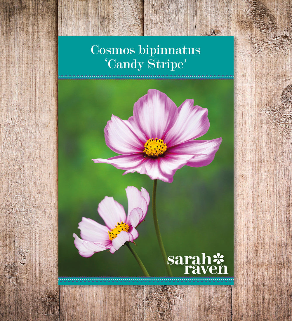 Sarah Raven Candy Stripe Cosmea 100 Samen weiß-rot