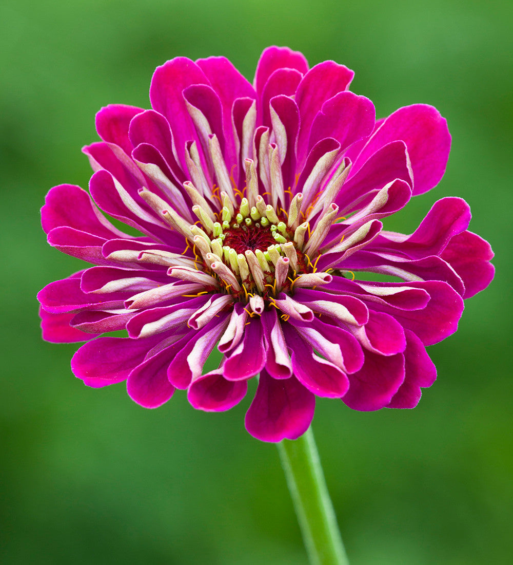 Sarah Raven Plants Zinnia Benary's Giant Wine Zinnie 6x 9cm dunkelrot
