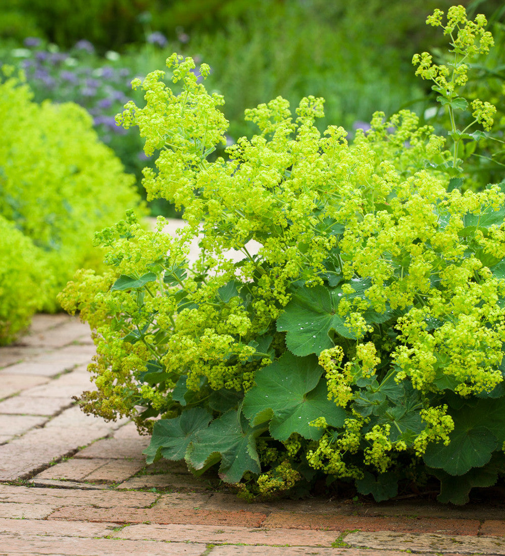 Sarah Raven Alchemilla mollis Frauenmantel 3 x 9cm Töpfe