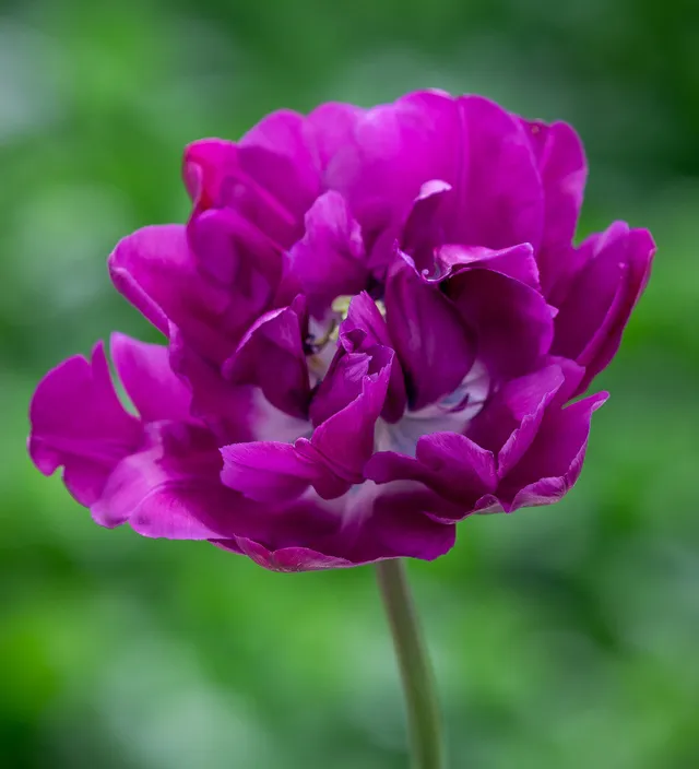 Sarah Raven Bulbs Tulpe Negrita Double Blumenzwiebeln 15 Stück lila