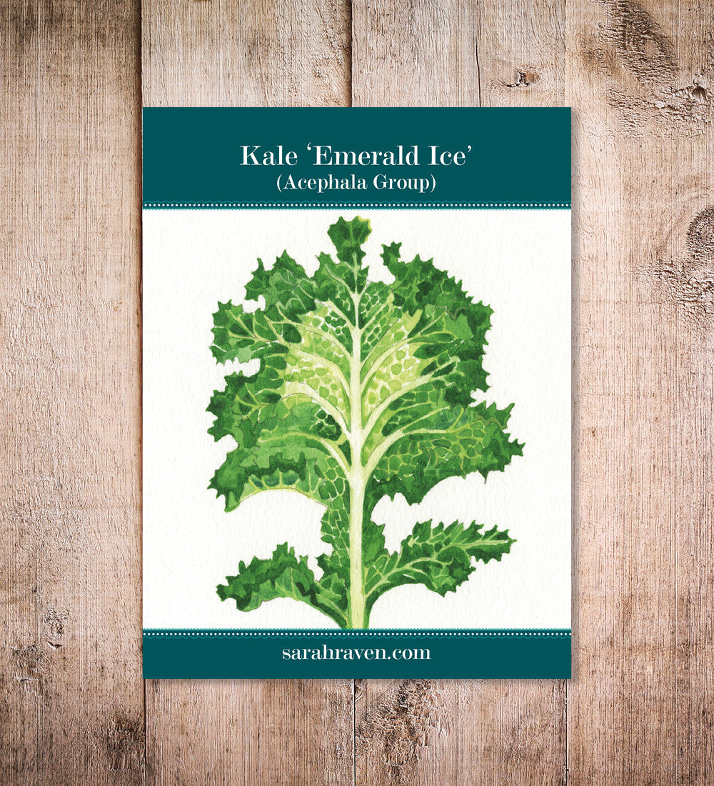 Sarah Raven Seeds Kale Emerald Ice Grünkohl 30 Samen Salat