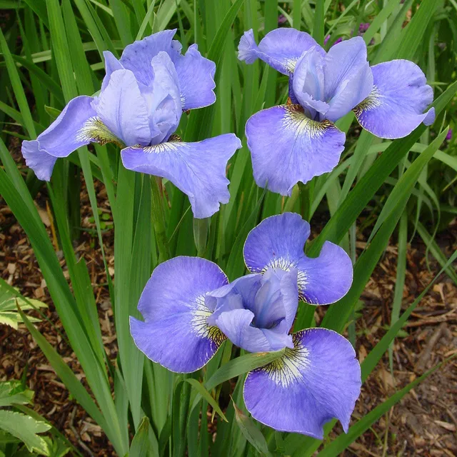 Sarah Raven Plants Iris sibirica Blue Moon Staude 3 Rhizome