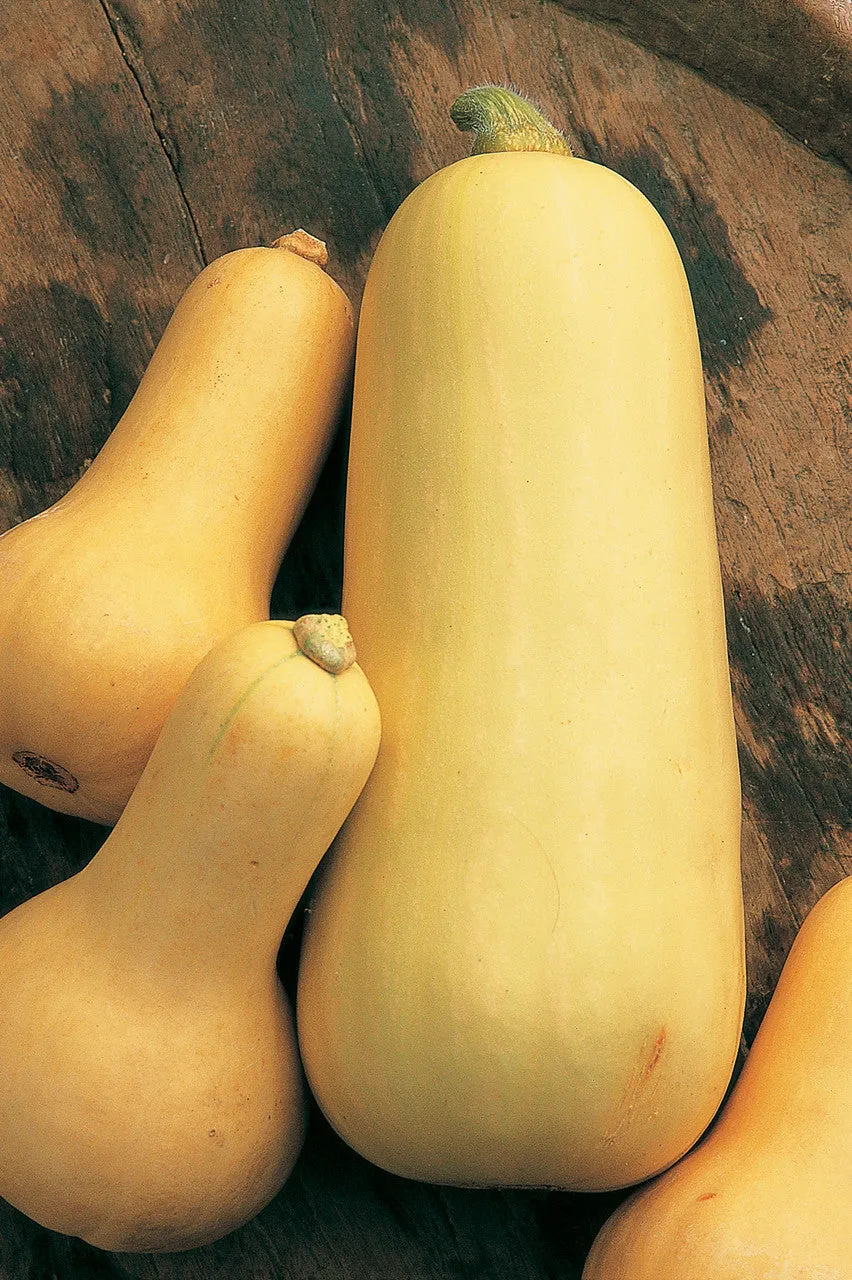 Sarah Raven Squash Early Butternut Samen 20 Stück Bio