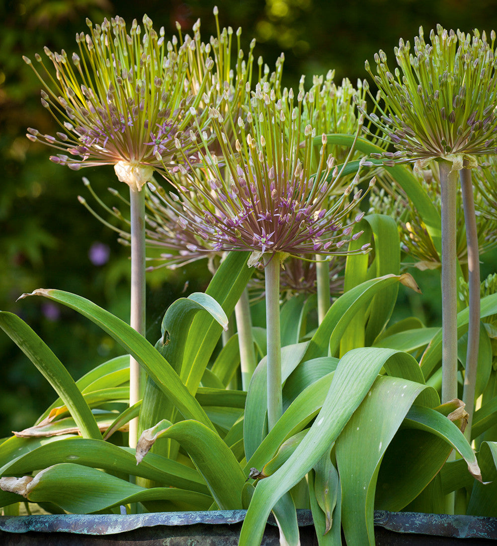 Sarah Raven Bulbs Allium schubertii Zierlauch 3 Zwiebeln