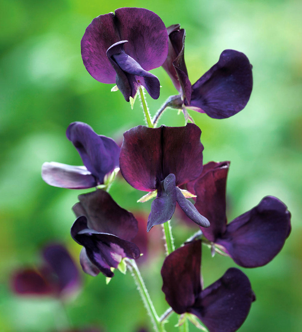 Sarah Raven Plants Sweet Pea Almost Black Samen 20 Stück duftend