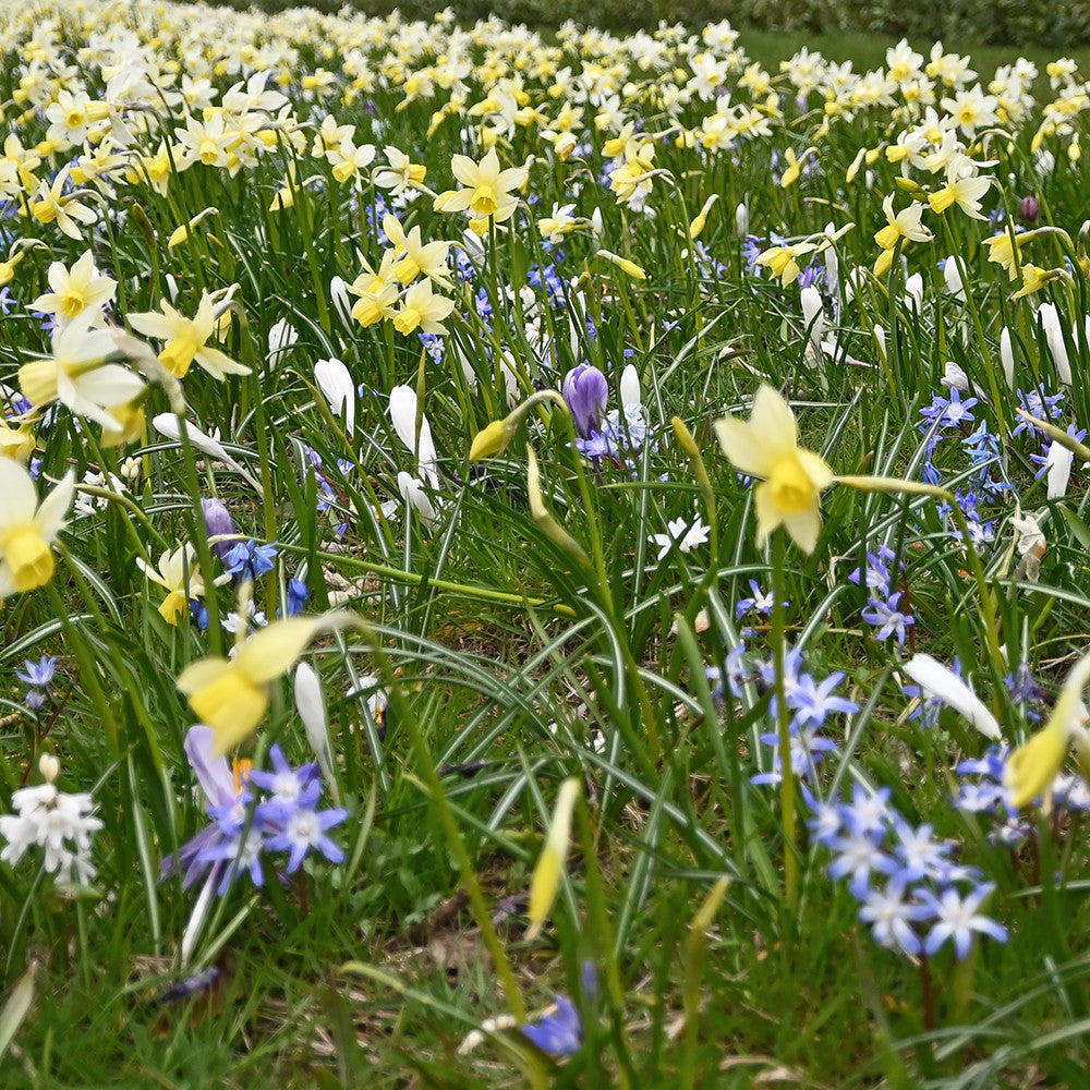 Sarah Raven Leiden Gardenscape Mix 300 Blumenzwiebeln