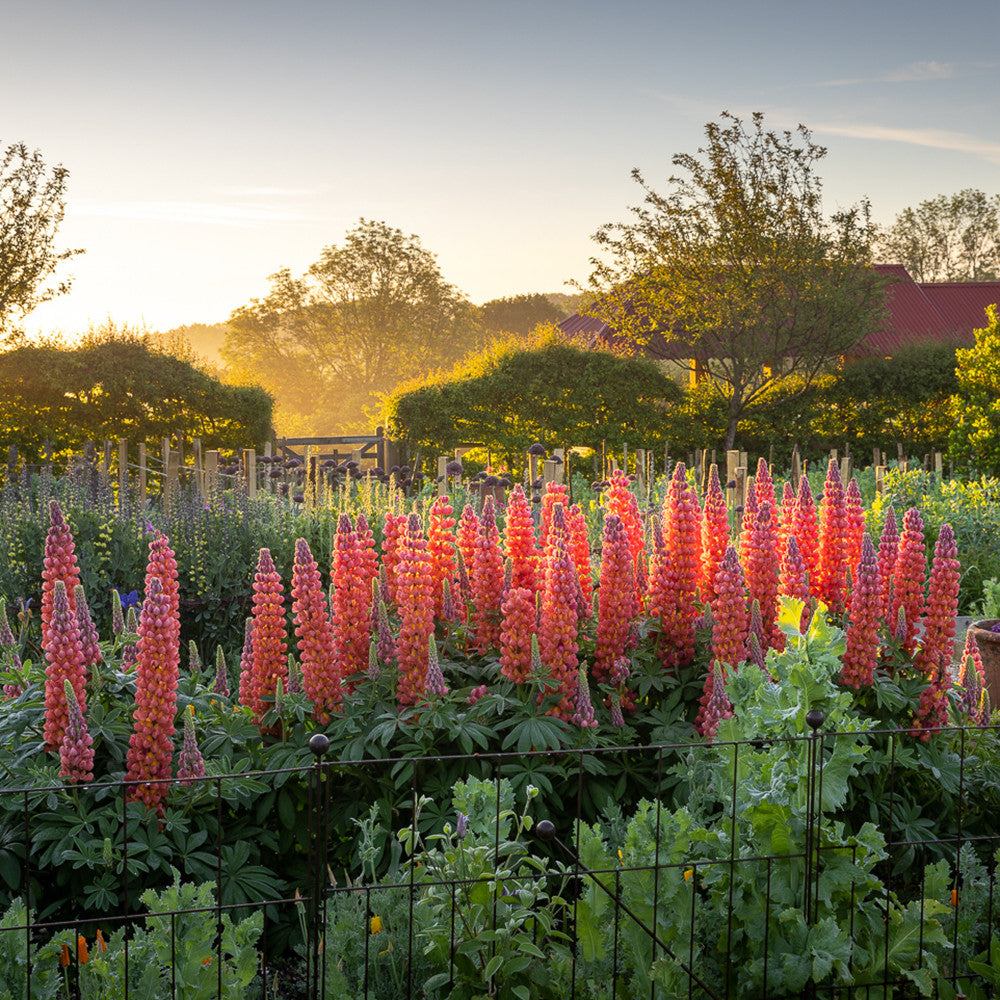 Sarah Raven Plants Lupine Terracotta Pflanze 2 Liter terracotta
