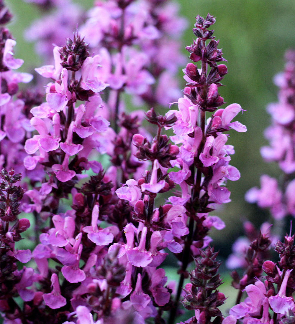 Sarah Raven Plants Salvia nemorosa Rose Marvel Pflanze 3x 9cm rosa