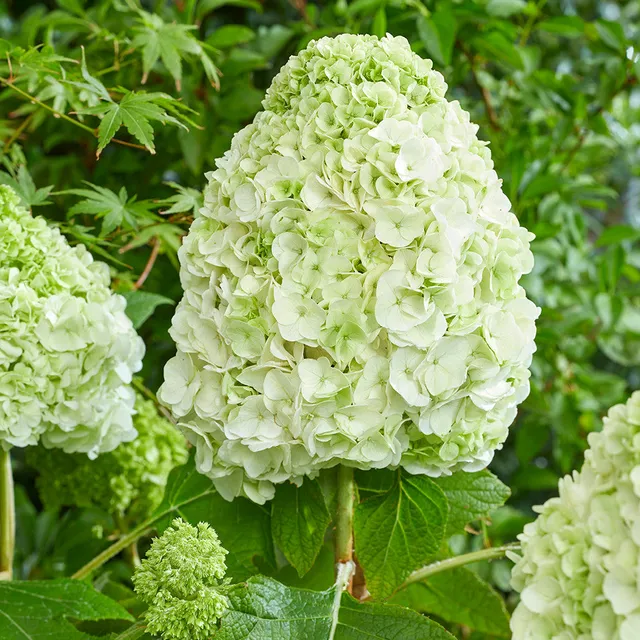Sarah Raven Plants Eichenblatt-Hortensie Tara Pflanze 2L weiß