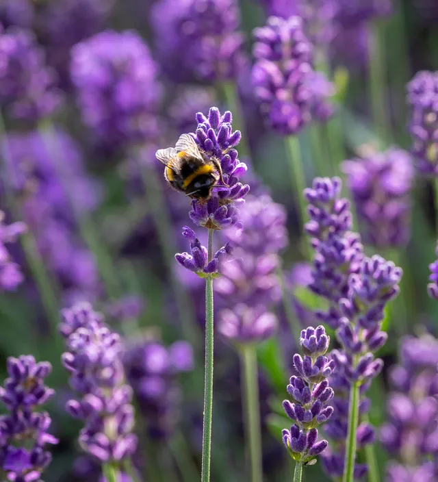 Sarah Raven Plants Lavendel Hidcote Pflanze 3x 9cm duftend lila