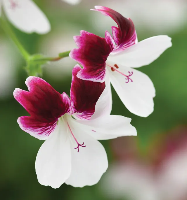 Sarah Raven Plants Pelargonie Australian Mystery Pflanze 3x9cm