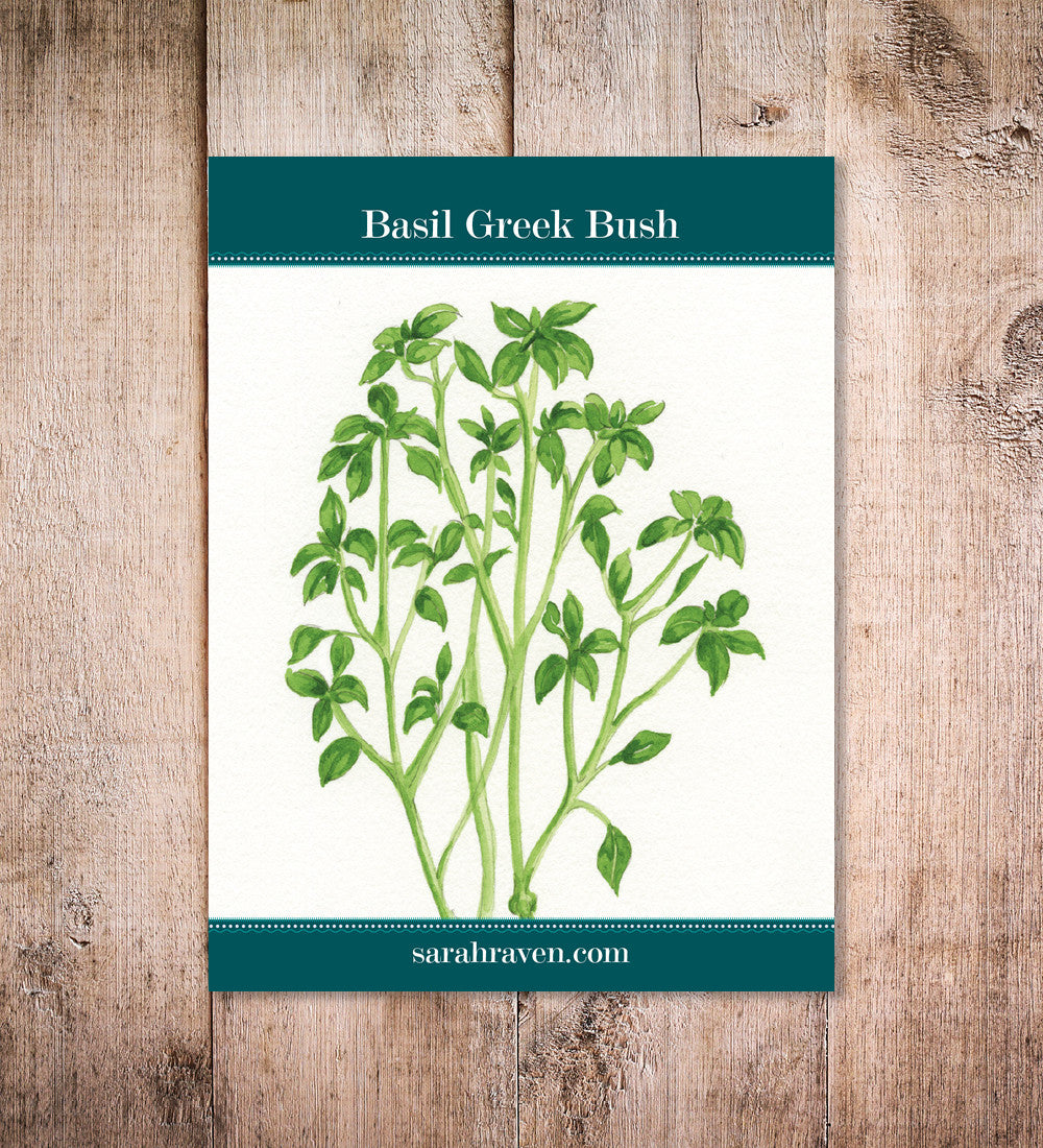 Sarah Raven Seeds Basil Greek Samen 50 Samen für Topf