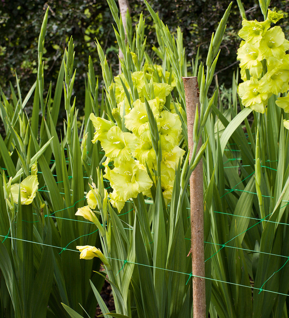 Sarah Raven Bulbs Velvet Gladiolen Kollektion 45 Knollen