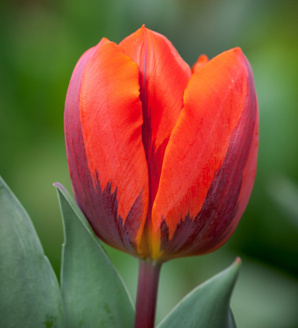 Sarah Raven Bulbs Tulip Hermitage Tulpenzwiebeln 10 Stück blutorange