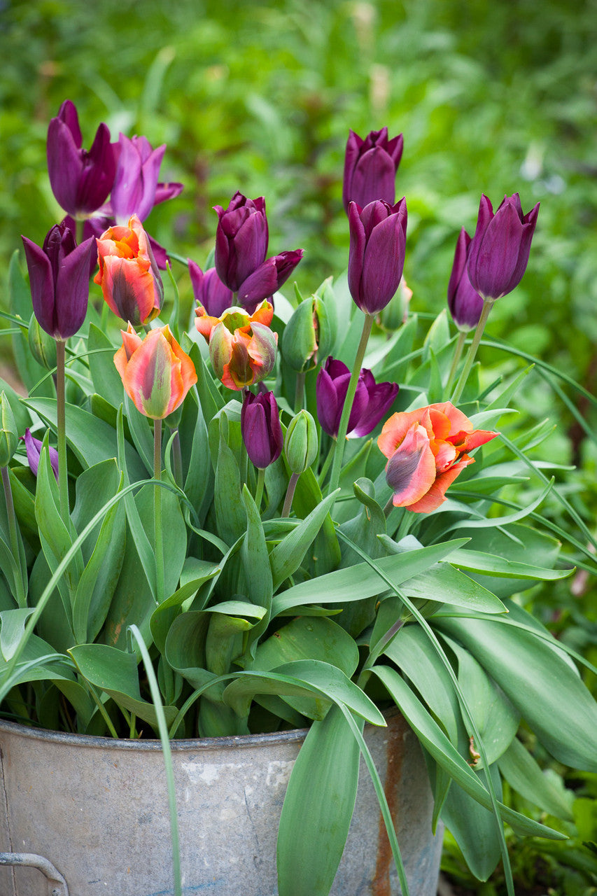 Sarah Raven Bulbs Tulip Artist Tulpenzwiebeln 10 Zwiebeln Orange-Grün