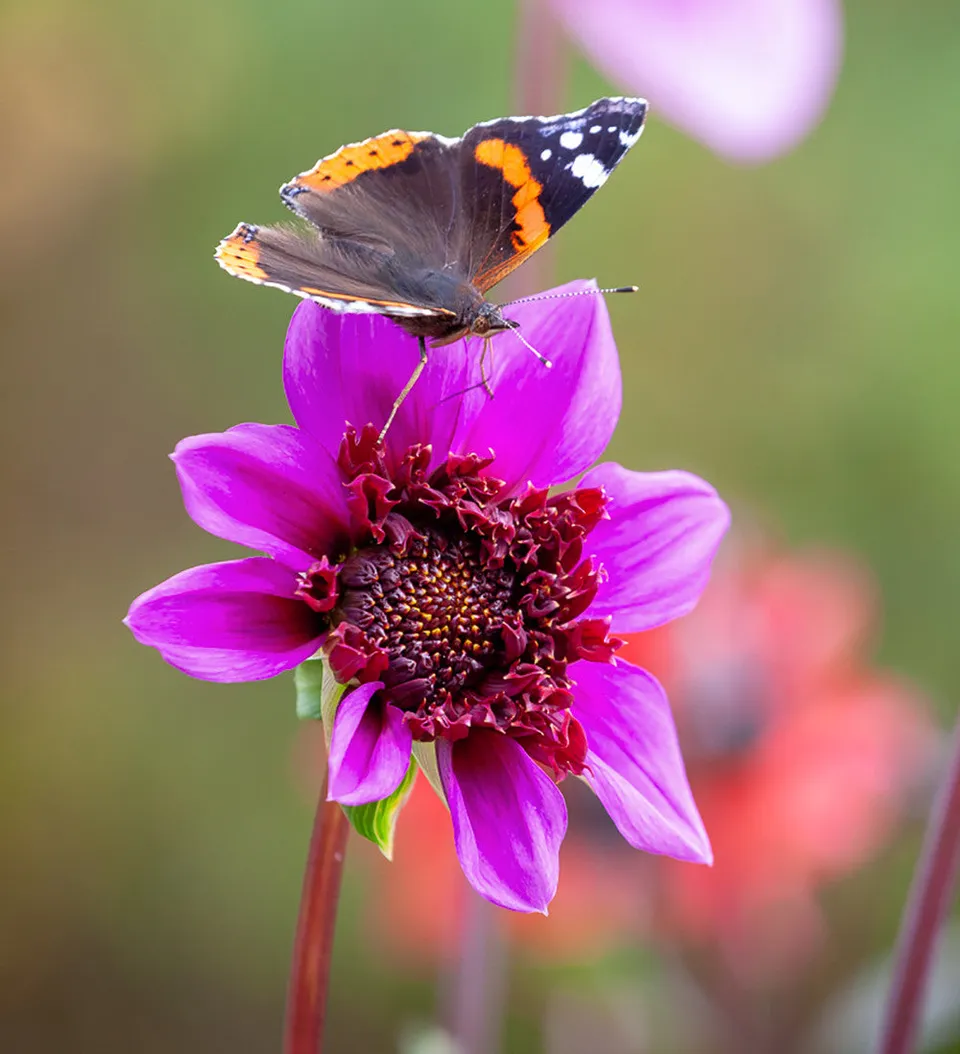Sarah Raven Dahlia Blue Bayou Dahlienknolle 1 Knolle nektarreich