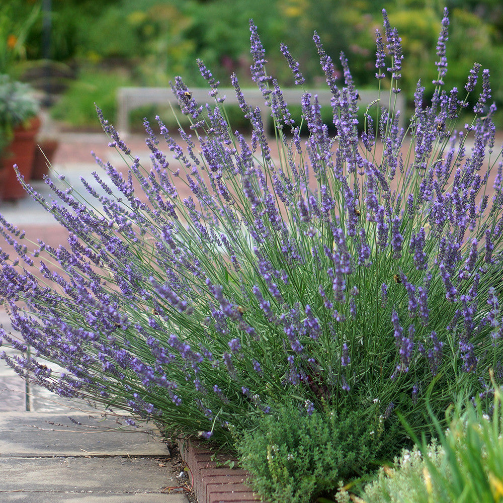 Sarah Raven Lavendel Phenomenal Pflanze 3x 9cm Topf