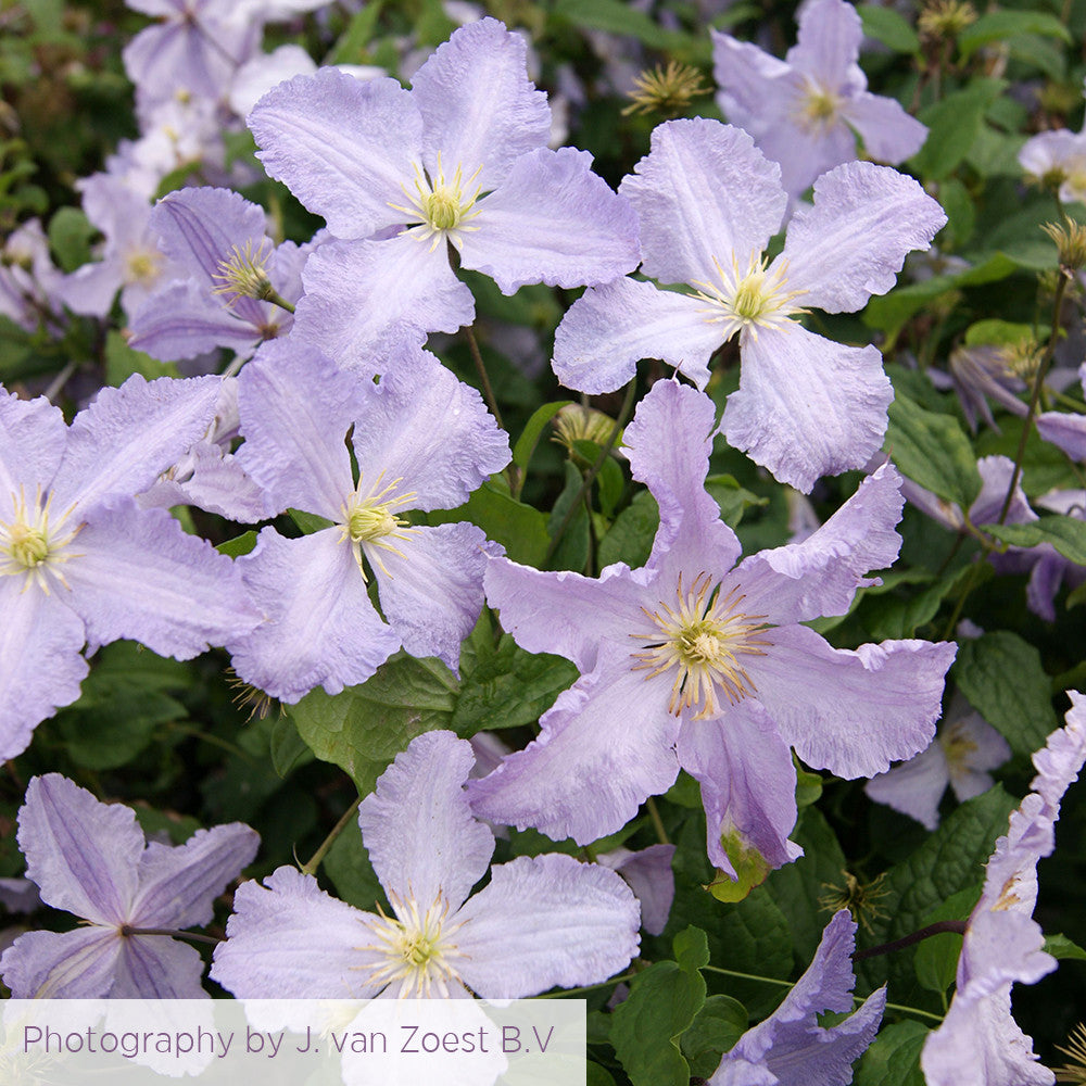 Sarah Raven Plants Clematis Blue Angel Pflanze 2L Topf lila