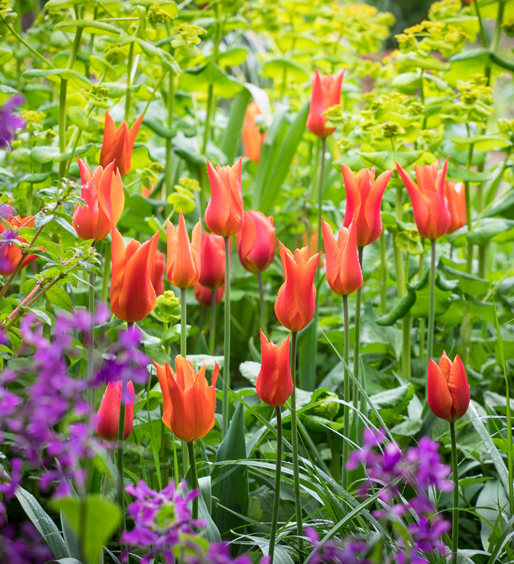 Sarah Raven Bulbs Tulpe Ballerina Blumenzwiebeln 10 Stück orange