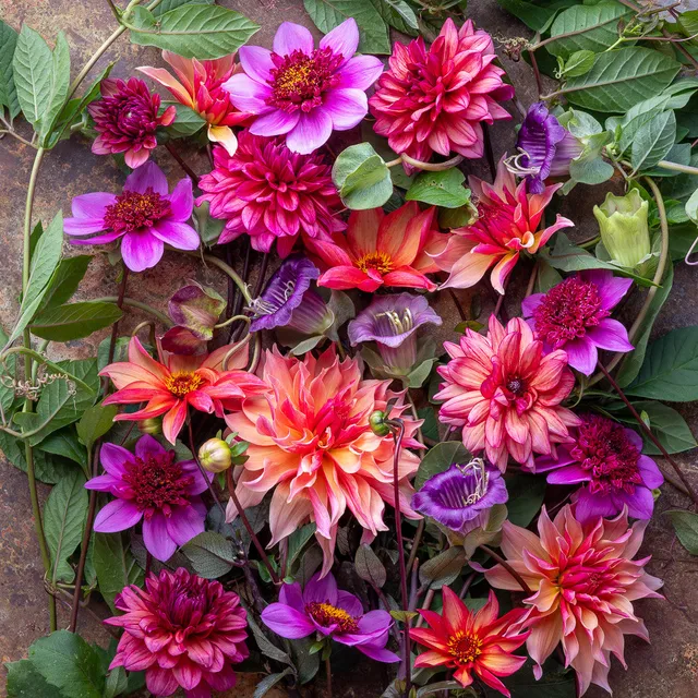 Sarah Raven Bulbs Dahlien Kollektion Knollen 4 Knollen Schnitt