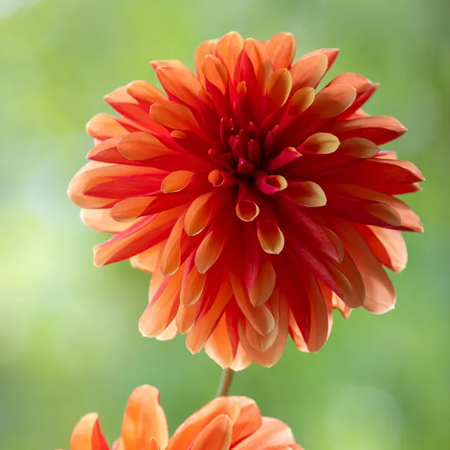 Sarah Raven Bulbs Dahlie Japlou Blumenzwiebel 1 Knolle orange