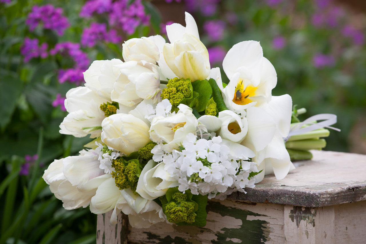 Sarah Raven Bulbs Tulpe Purissima Blumenzwiebeln 10 Stück cremeweiß